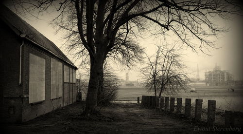 Bare trees by old built structure on field