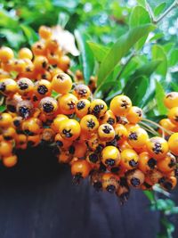 Close-up of insect on plant