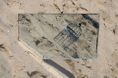 High angle view of a horse