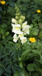 Close-up of white flowering plant