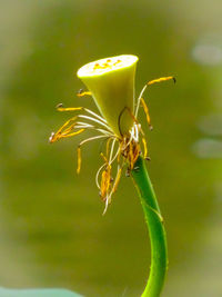 Close-up of green plant