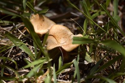 Close-up of mushroom growing on field