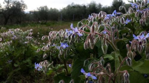 Close-up of flowers blooming on field