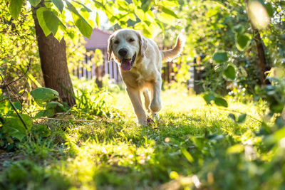 Dog running on field