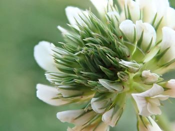 Close-up of white flowering plant