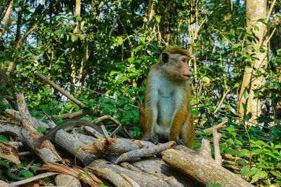Monkey sitting in a forest
