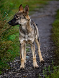 Portrait of dog standing on field