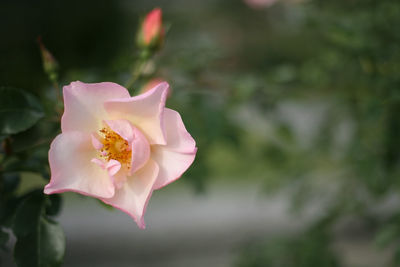 Close-up of pink rose flower