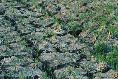 High angle view of snake on field