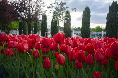 Close-up of red tulips in field