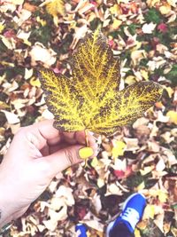 Close-up of hand holding maple leaves during autumn