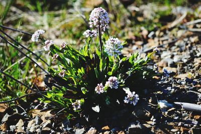 High angle view of white flowering plant on field