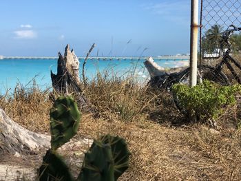 Plants growing on beach against sky