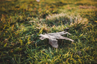 Close-up of animal skull on grass