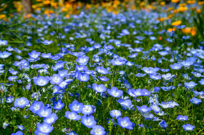 Close-up of purple flowering plants on field