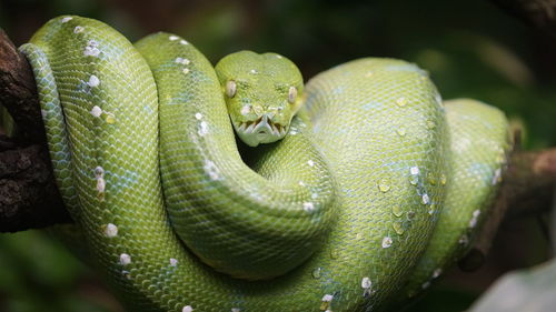 Close-up of green snake