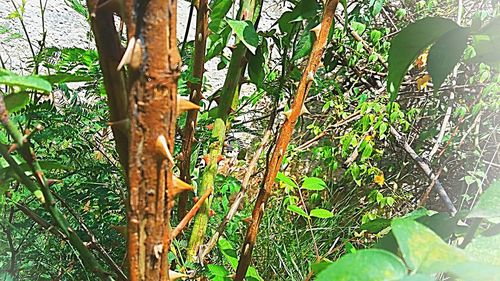 Close-up of tree in forest