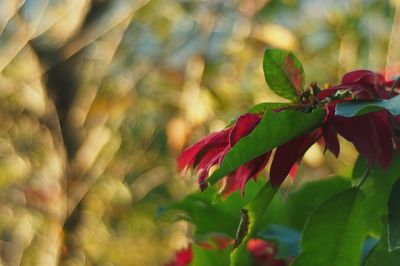 Close-up of red flower