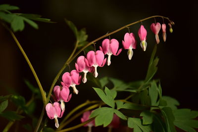 Close-up of pink flowering plants