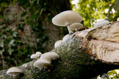 Close-up of mushrooms growing on tree trunk