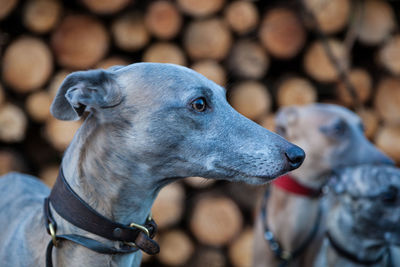 Close-up of dog looking away