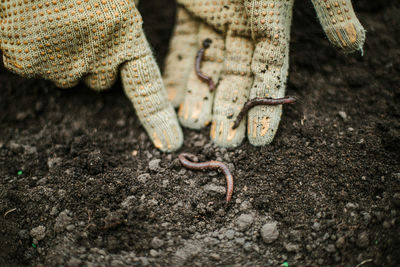Woman holding earthworm in a garden.