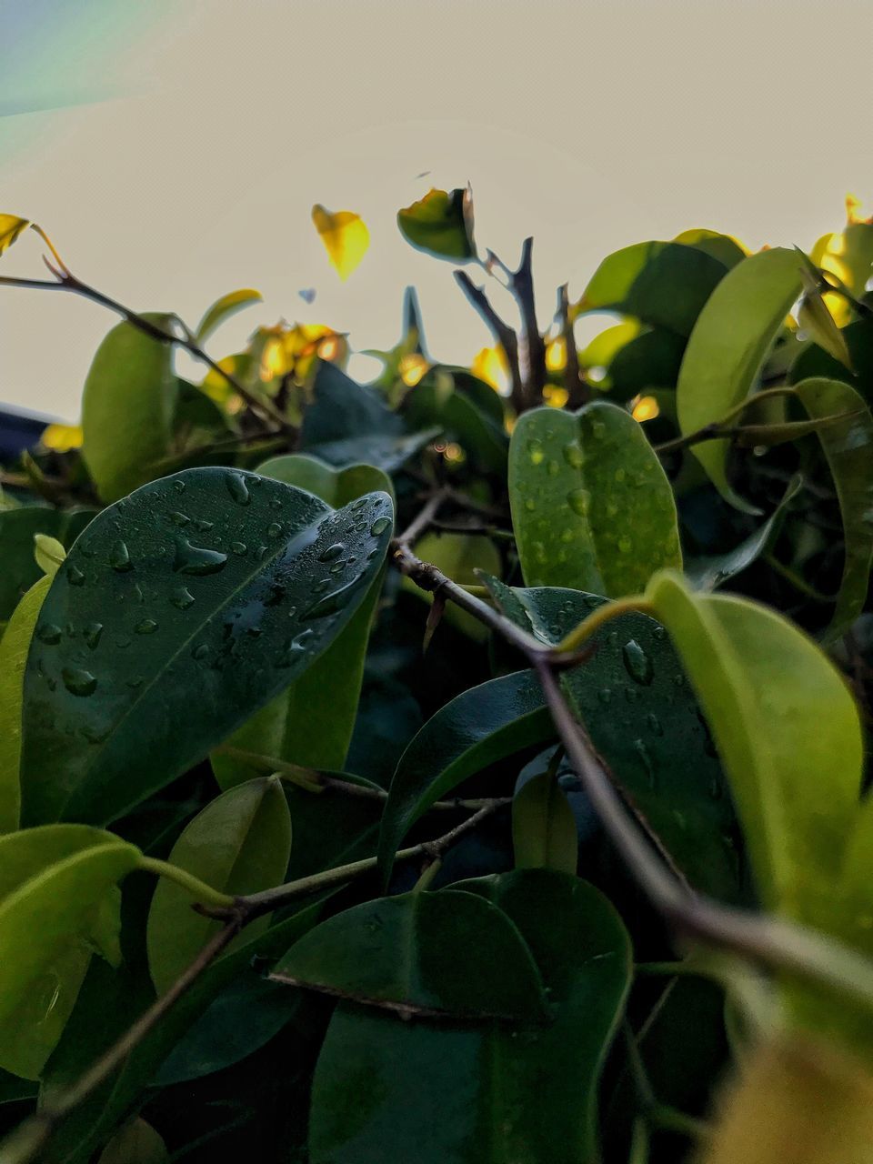 plant part, leaf, growth, green color, plant, beauty in nature, close-up, nature, no people, day, selective focus, freshness, focus on foreground, outdoors, water, sky, food and drink, drop, vegetable, food, dew