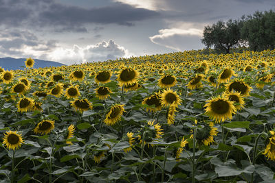 Scenic view of sunflower field against cloudy sky