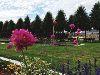 Close-up of pink flowers in park