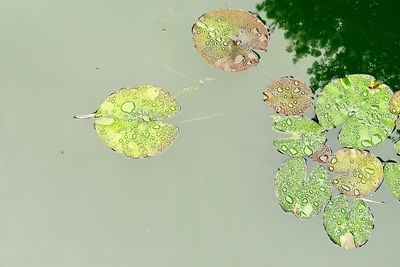 Reflection of trees in water