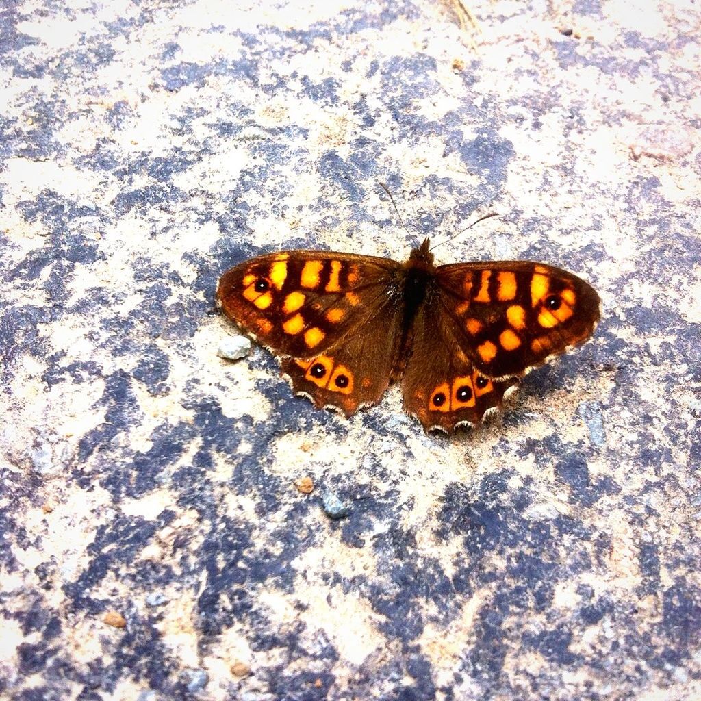 insect, one animal, animals in the wild, animal themes, butterfly - insect, wildlife, butterfly, animal markings, natural pattern, high angle view, close-up, animal wing, nature, beauty in nature, yellow, animal antenna, leaf, outdoors, orange color, fragility