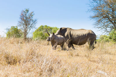 Rhinoceros with calf on field against sky