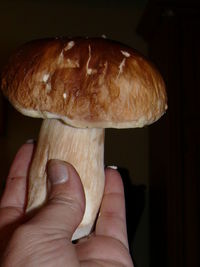 Close-up of hand holding mushroom