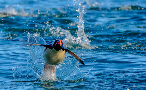 Bird perching on swimming in lake