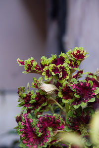 Close-up of purple flowering plant