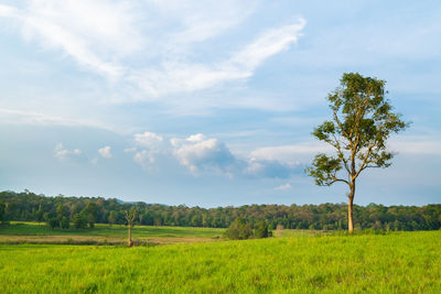 Scenic view of agricultural field against sky