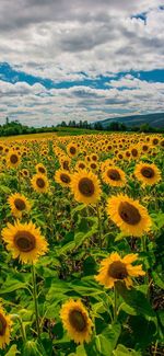 Sunflowers in field against cloudy sky