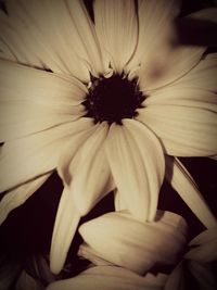 Close up of white flower