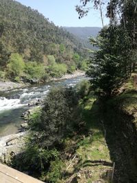 Scenic view of river amidst trees against sky