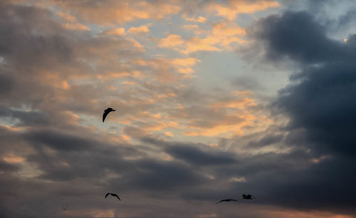 Low angle view of bird flying against cloudy sky