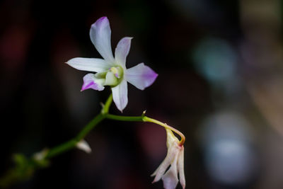 Close-up of white flowering plant