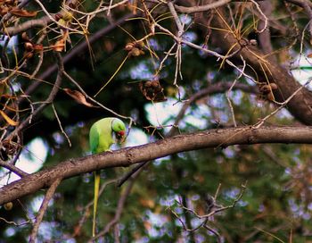 Bird perching on tree