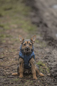 Portrait of wet dog sitting on field