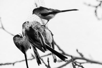 Close-up of bird perching on branch