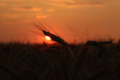 Close-up of silhouette plants on field against orange sky