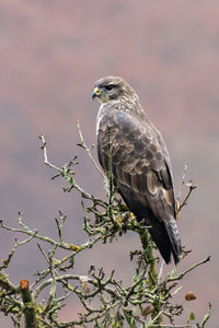 Bird perching on a tree