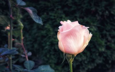 Close-up of pink rose