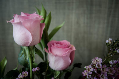 Close-up of pink roses at home