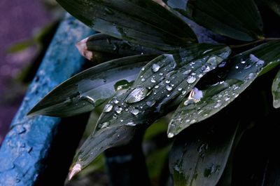 Close-up of raindrops on leaves