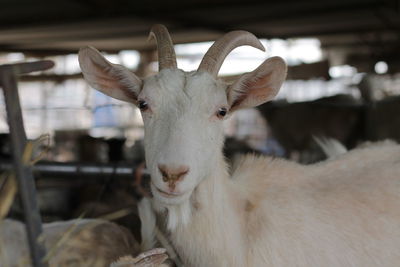 Close-up portrait of goat